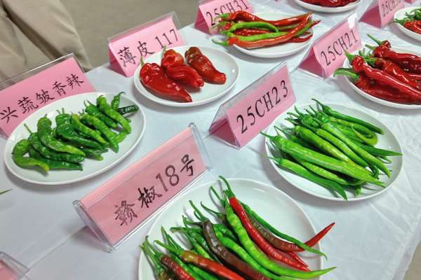 股票如何配资 活力中国调研行｜江西高安：这一口辣是乡村产业振兴的幸福滋味_大皖新闻 | 安徽网