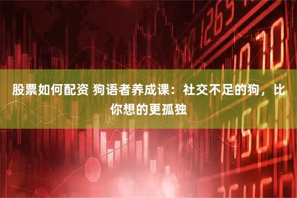股票如何配资 狗语者养成课：社交不足的狗，比你想的更孤独