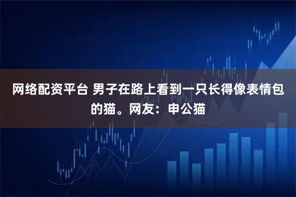 网络配资平台 男子在路上看到一只长得像表情包的猫。网友：申公猫